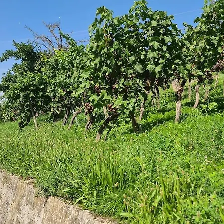 Exklusive Mit Herrlicher Terrasse Und Garten Appartement